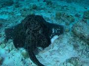 360 Degree Look at a Round Ribbontail Ray