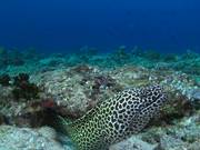 Honeycomb Moray on a Reef