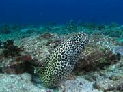 Honeycomb Moray on a Reef