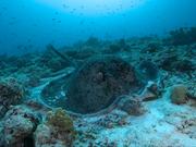 360 Degree Look at a Round Ribbontail Ray