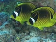 Raccoon Butterflyfish Courting Pair
