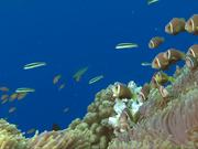 Shoal of Maldive Anemonefish Get Caught