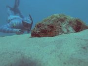 Stone Scorpion Fish