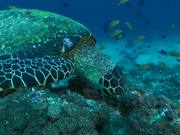 Hawksbill Turtle Feeding on the Reef
