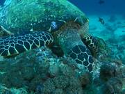 Hawksbill Turtle Feeding on the Reef