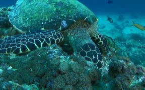 Hawksbill Turtle Feeding on the Reef - Animals - VIDEOTIME.COM