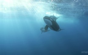 Marlin Extravaganza - Animals - VIDEOTIME.COM