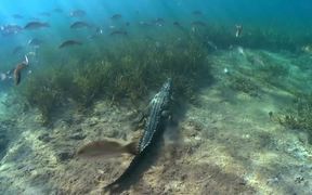 The Crocodile and The Hutia - Animals - VIDEOTIME.COM