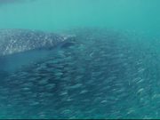 Whale Shark Surfing