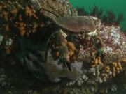 Edible Crab Walks Across a Ridge on a Tidal Reef