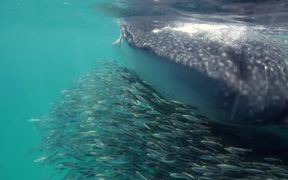 Whale Shark Surfing - Animals - VIDEOTIME.COM