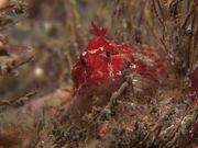 Red Long-Spined Sea Scorpion