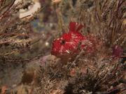 Red Long-Spined Sea Scorpion