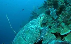 Hawksbill Turtle - Animals - VIDEOTIME.COM