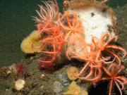 Protect California Seamounts