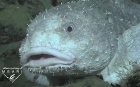 Protect California Seamounts - Animals - VIDEOTIME.COM