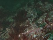 Small-Spotted Catshark Approaches the Camera