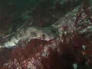 Small-Spotted Catshark Approaches the Camera