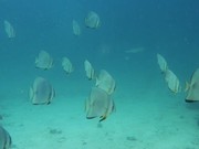 Underwater Videography