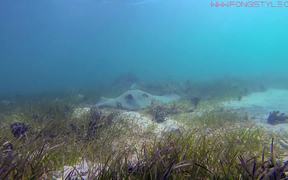 Underwater Nouvelle-Caledonie - Animals - VIDEOTIME.COM
