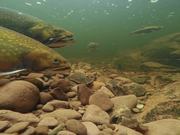 Brook Trout Spawning Behaviours