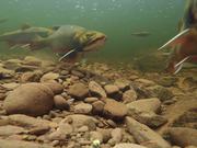Brook Trout Spawning Behaviours
