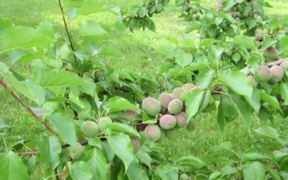 Secrets of Fruit Tree Growing Success