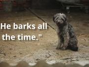 Keep Family Dogs Out of Animal Shelters