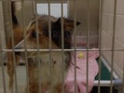 Keep Family Dogs Out of Animal Shelters