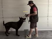 Chief’s Introduction to Dog Muzzle