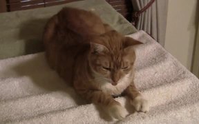The Talkative Cat - Animals - VIDEOTIME.COM