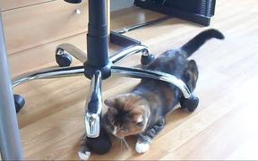 Cats VS Laser - Animals - VIDEOTIME.COM
