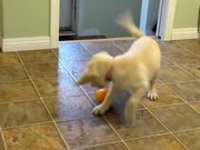 Yellow Lab Puppy Having Fun with an Orange