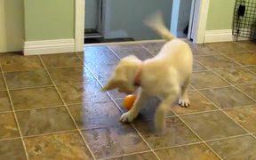 Yellow Lab Puppy Having Fun with an Orange - Animals - Videotime.com