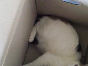 Kali in a Box