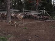Tundra Cowboy Trailer