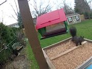 Squirrel Attack