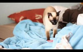Cook-Kitty - Animals - VIDEOTIME.COM
