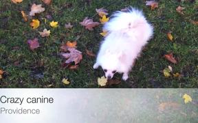 Crazy Canine - Animals - VIDEOTIME.COM