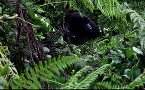 Mommy Gorilla Having Lunch - Animals - VIDEOTIME.COM