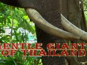 Gentle Giants of Thailand Trailer