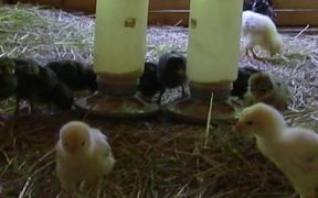 Chickies Growing - Day 16 - Animals - VIDEOTIME.COM