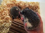 Our Friendly Hedgehogs