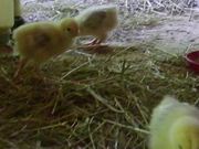 Chickies Growing - Day 16