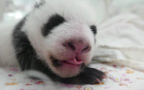 Panda Babies - Animals - VIDEOTIME.COM