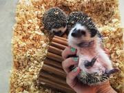 Our Friendly Hedgehogs