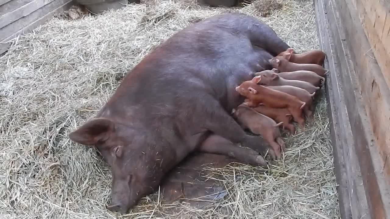 Mama Pig And Her Newly Born Piglets
