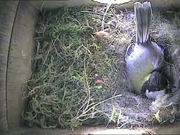 Inside Nest Box of a Great Tit Raising Her Chicks