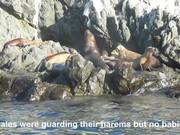 Asuncion Island Sea Lions & Baby Cormorants