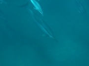 Swimming with Hawaiian Spinner Dolphins in Maui